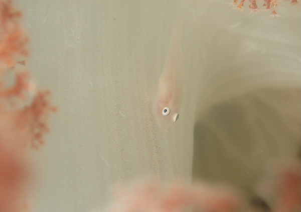 スケロクウミタケハゼ