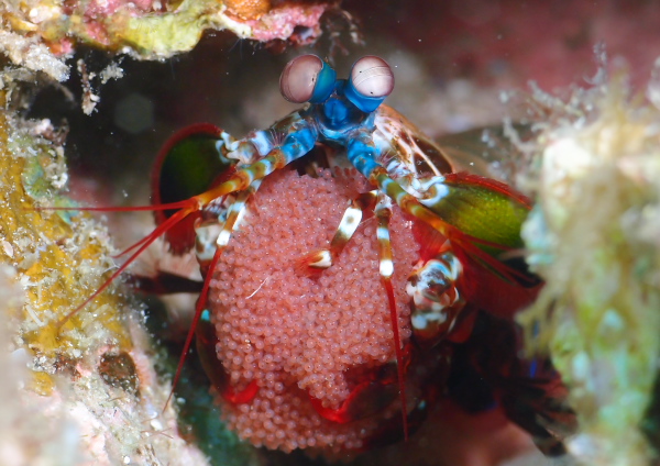 モンハナシャコ