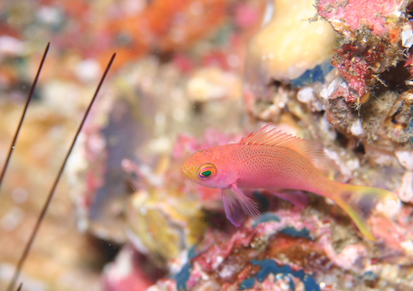 フチドリハナダイ