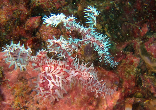 ニシキフウライウオ