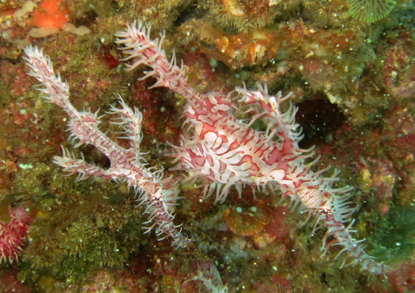 ニシキフウライウオ