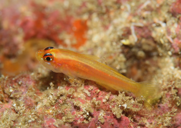 ヒメニラミベニハゼ