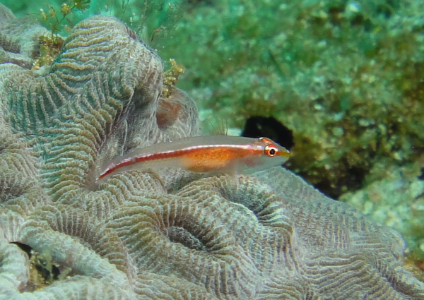 アカスジウミタケハゼ