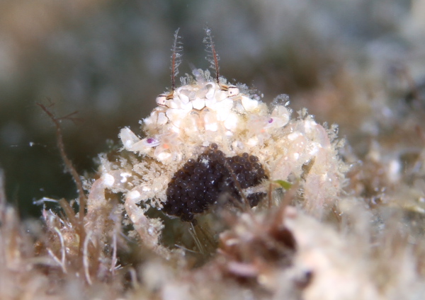 ヒメキンチャクガニ