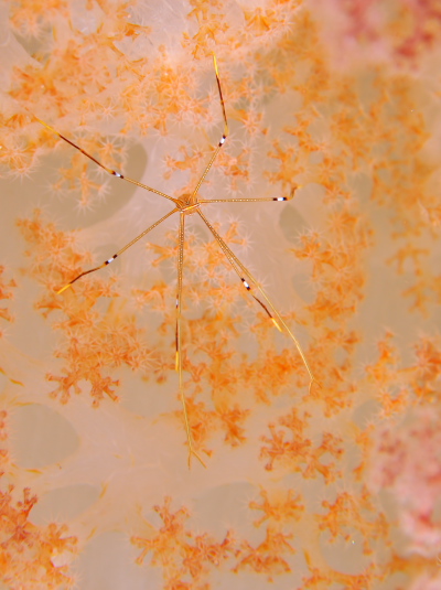 オルトマンワラエビ