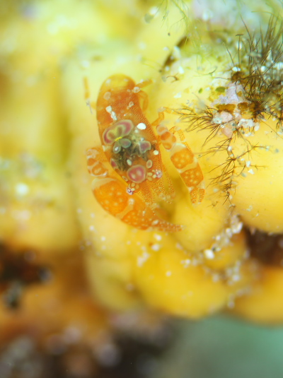 ホヤカクレエビ