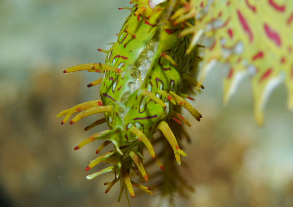 ニシキフウライウオ