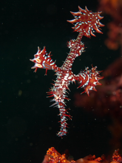 ニシキフウライウオ