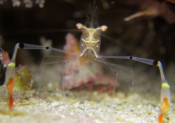 オシャレカクレエビ