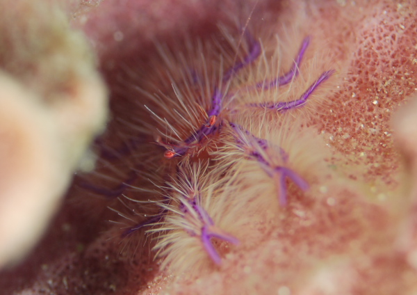 サクラコシオリエビ