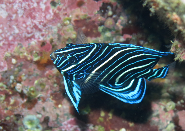 サザナミヤッコ