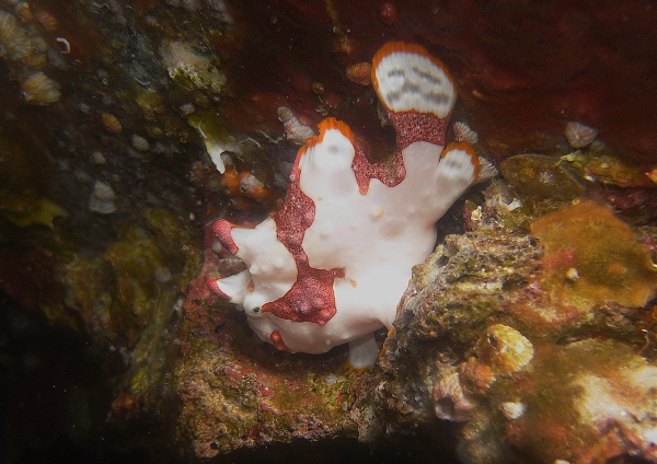 クマドリカエルアンコウ