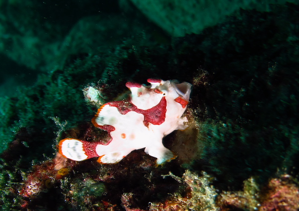 クマドリカエルアンコウ