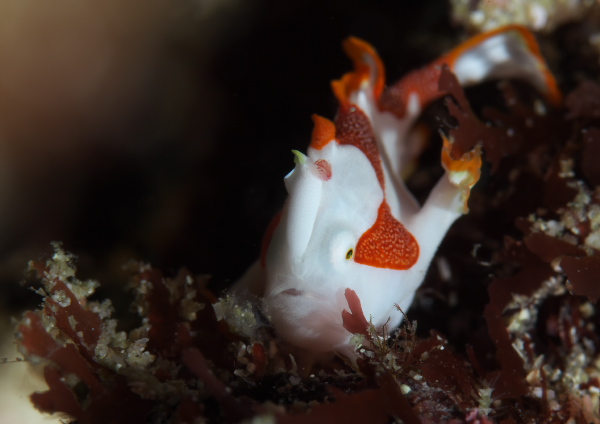 クマドリカエルアンコウ