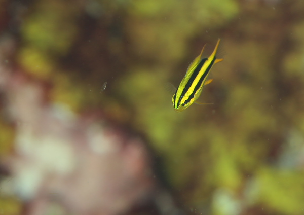 ヒレナガスズメダイ