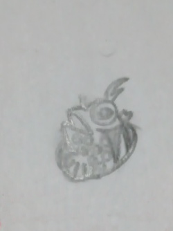 マツバギンポ 下絵