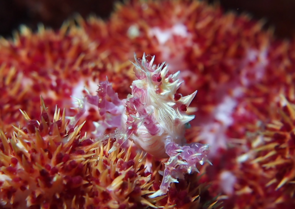 イソコンペイトウガニ