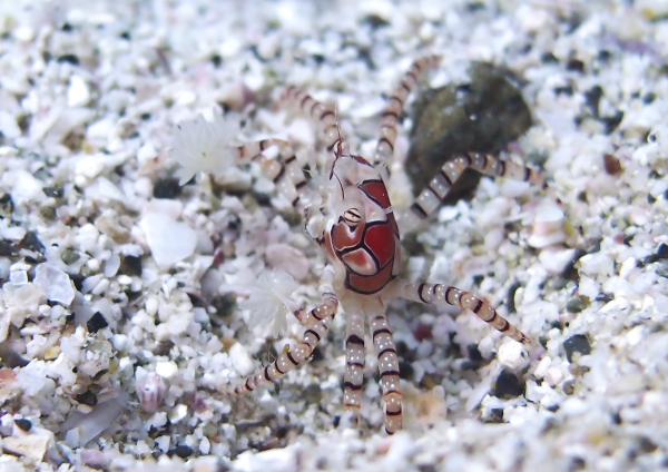 キンチャクガニ