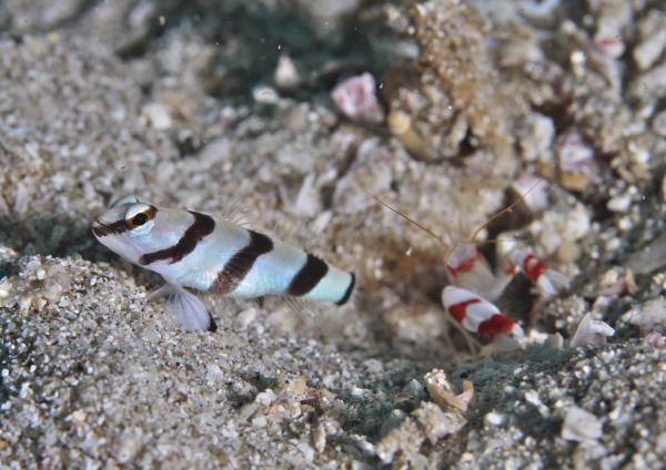 キツネメネジリンボウ