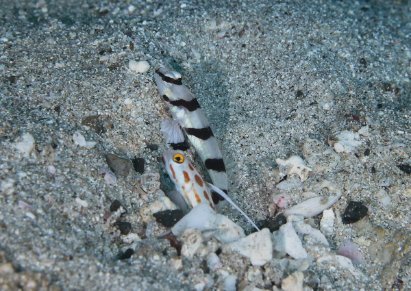 キツネメネジリンボウ