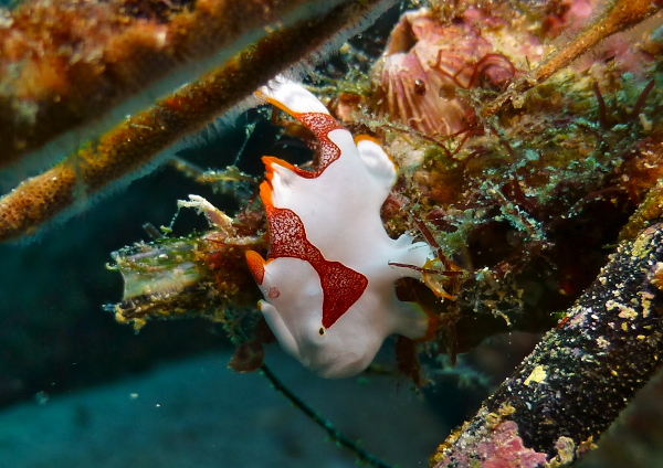 クマドリカエルアンコウ