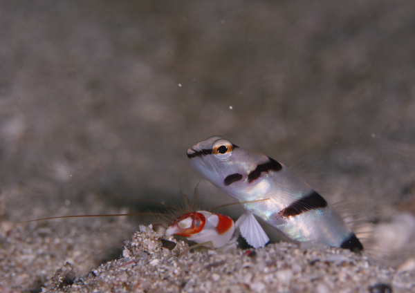 キツネメネジリンボウ