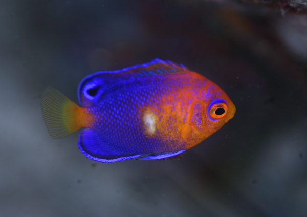 レンテンヤッコ