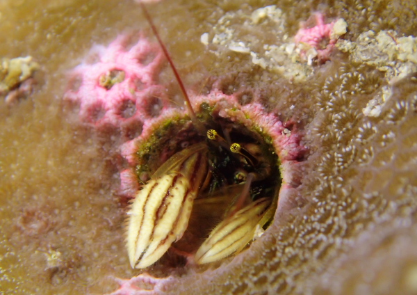 カンザシヤドカリ