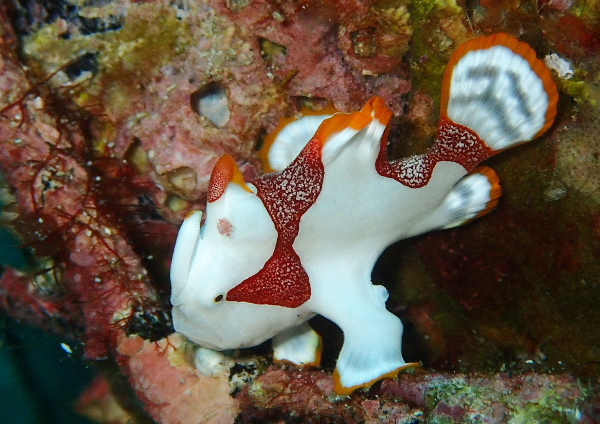 クマドリカエルアンコウ