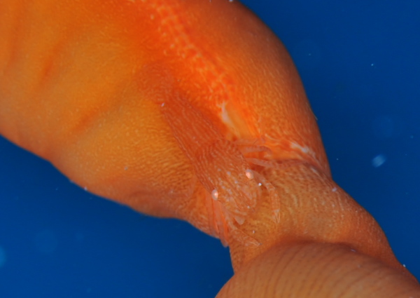 アヤトリカクレエビ