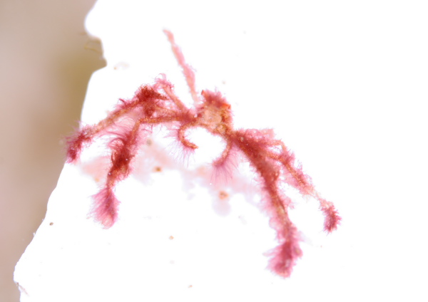 オラウータンクラブ