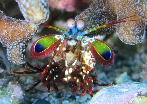 モンハナシャコ