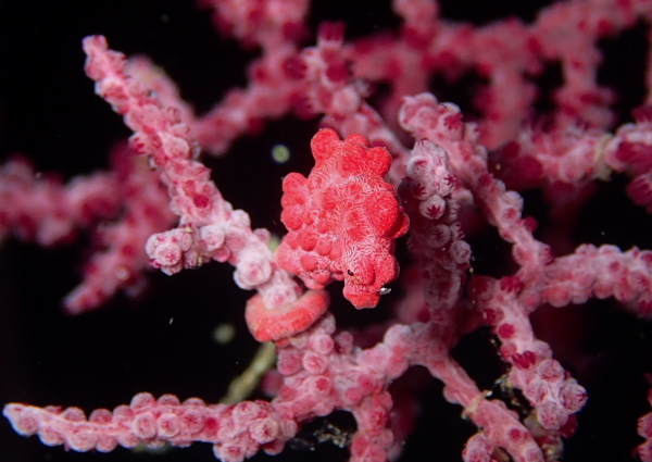 ピグミーシーホース