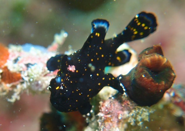 クマドリカエルアンコウ