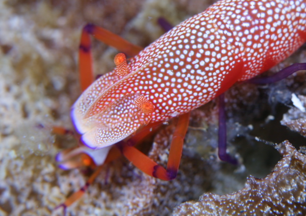 ウミウシカクレエビ