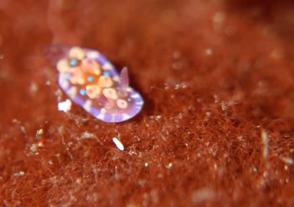 ミヤコウミウシ