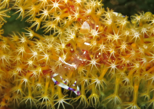 アカホシカクレエビ