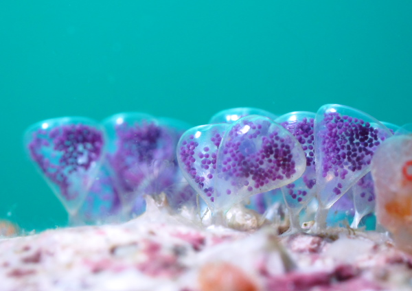 ナガサキニシキニナ卵