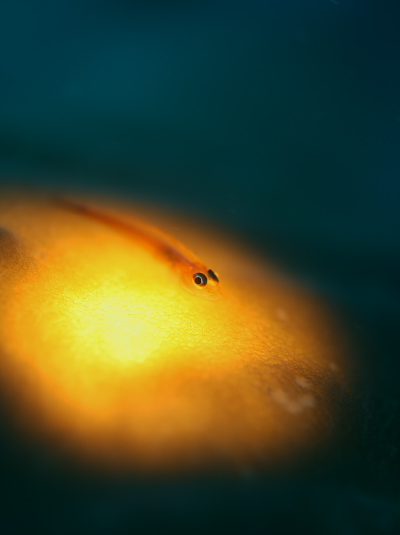 アカスジウミタケハゼ