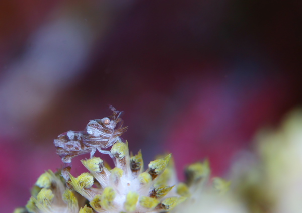 マルミカクレモエビ