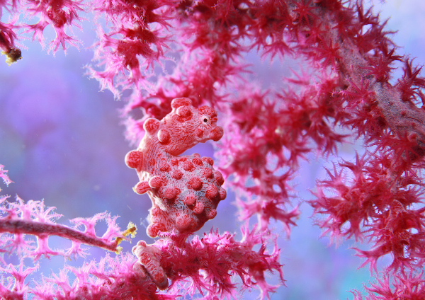 ピグミーシーホース