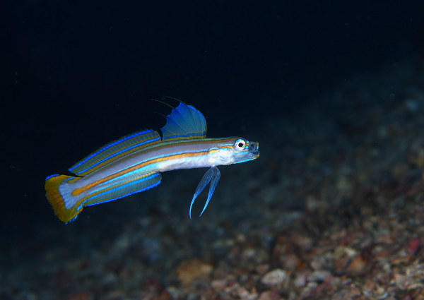 スジクロユリハゼ