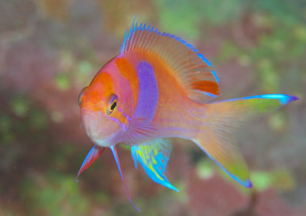 スミレナガハナダイ