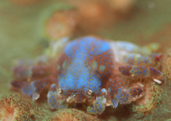 アシビロサンゴヤドリガニ