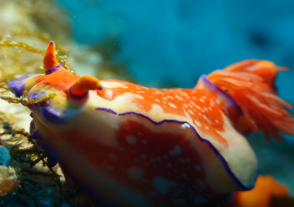 ニシキウミウシ