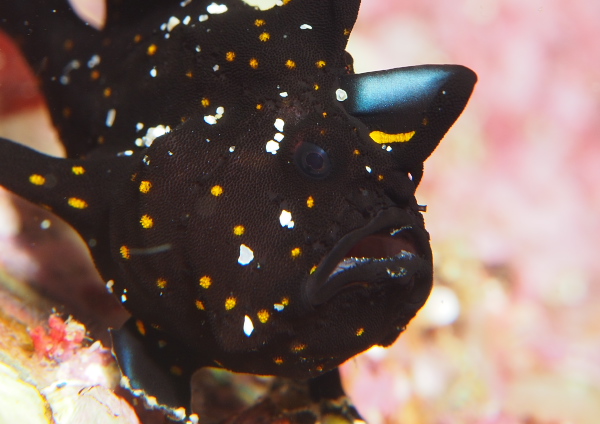 クマドリカエルアンコウ