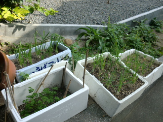 CIMG5019.jpg自家栽培