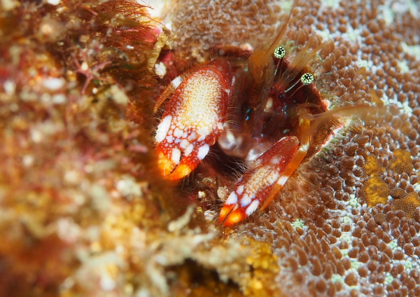 ニシキカンザシヤドカリ