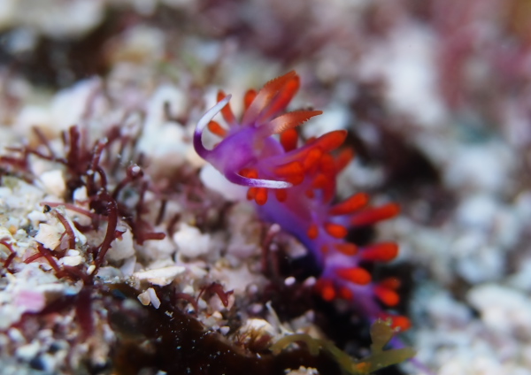 ルージュミノウミウシ