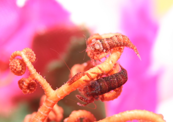 テヅルモヅルカクレエビ